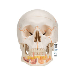 Classic Skull Model with Opened Jaw, 3-part