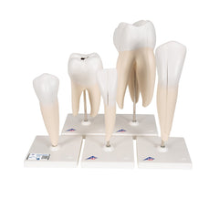 Classic Tooth Model Series, 5 models