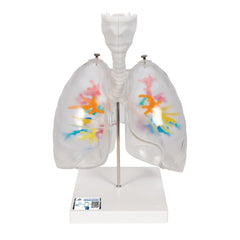 CT Bronchial Tree with Larynx and Transparent Lungs Model