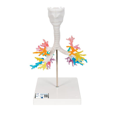 CT Bronchial Tree with Larynx Model