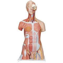 Deluxe Dual Gender Muscle Torso, 31-part