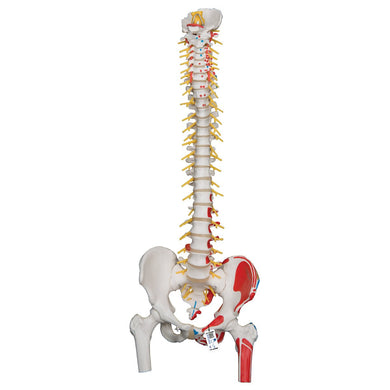 Deluxe Flexible Spine Model with Femur Heads and Painted Muscles