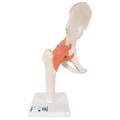 Deluxe Functional Hip Joint Model