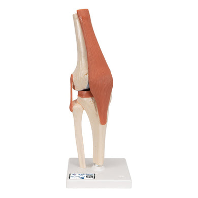 Deluxe Functional Knee Joint Model