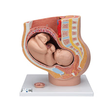 Deluxe Pregnancy Pelvis Model,  3-part