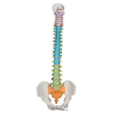 Didactic Flexible Spine Model