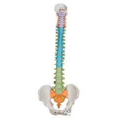 Didactic Flexible Spine Model