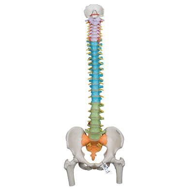 Didactic Flexible Spine Model with Femur Heads