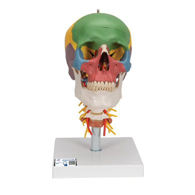 Didactic Skull Model on Cervical Spine, 4 part