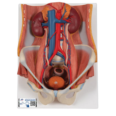 Dual Gender Urinary System, 6-part