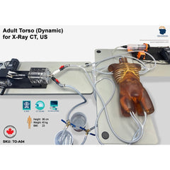 Dynamic Adult Torso with Heart Pump for X-Ray CT and Ultrasound