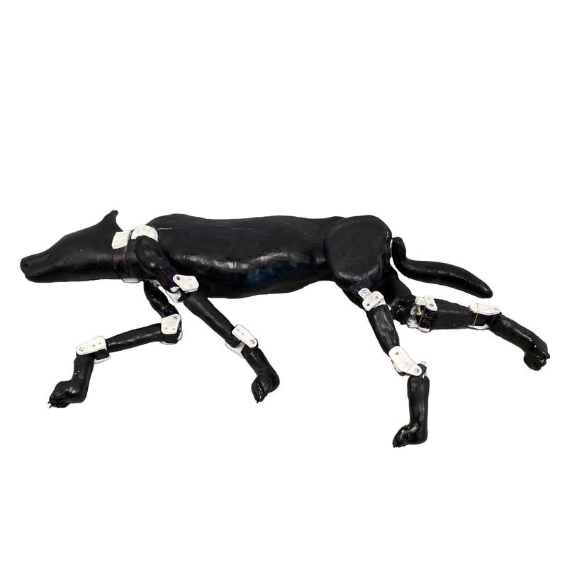 Female Dog Phantom for X-Ray and Ultrasound Imaging