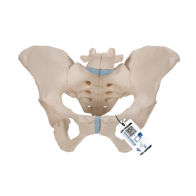 Female Pelvis Model, 3 part