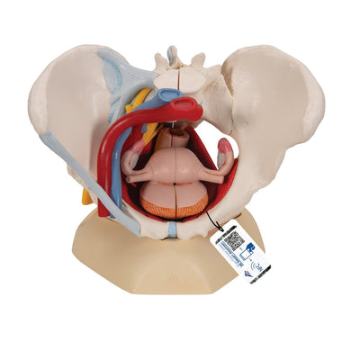 Female Pelvis Model with Ligaments, Pelvic Floor and Organs, 6 part