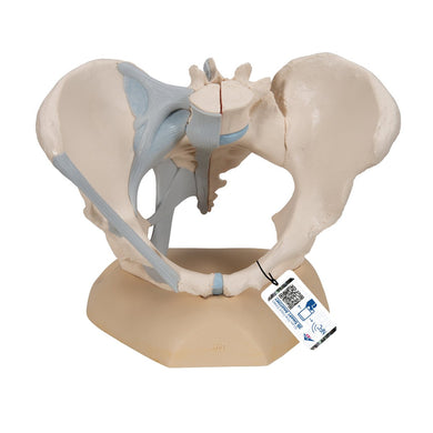 Female Pelvis with Ligaments, 3 part