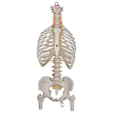 Flexible Spine Model with Ribs and Femur Heads