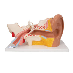 Giant Ear Model, 3x Life Size, 4-part