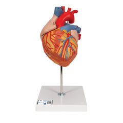 Giant Heart, 2-times life-size, 4-part