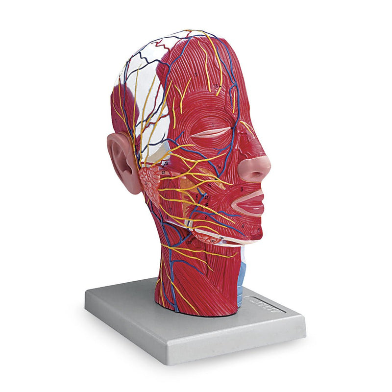 Half-Head Model with Muscles, Blood Vessels and Nerve Branches