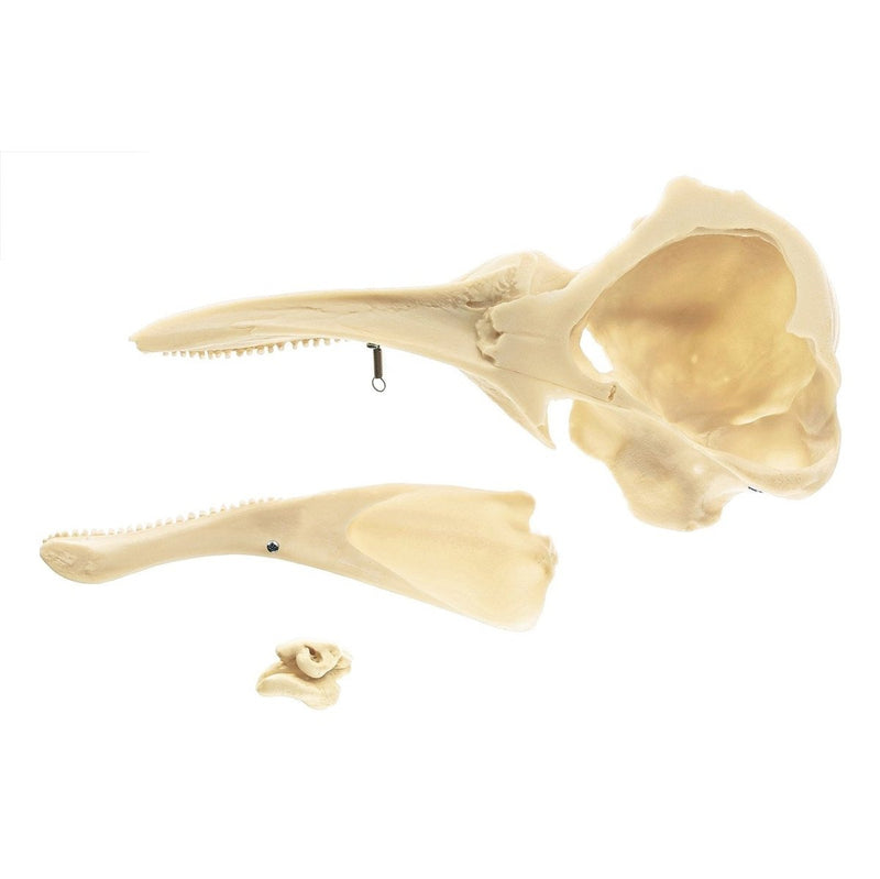 Half of Harbour Porpoise Skull, Right Side