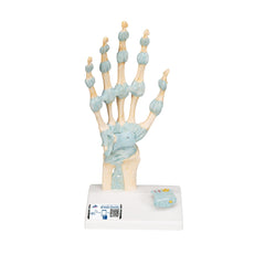 Hand Skeleton with Ligaments and Carpal Tunnel