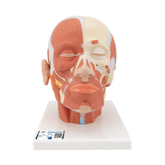 Head Musculature Model