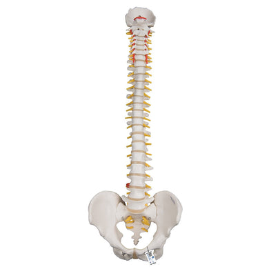 Highly Flexible Spine Model