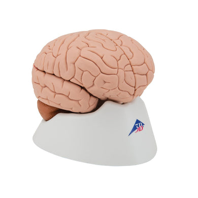 Human Brain Model, 4 parts