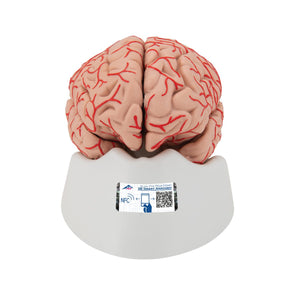 Human Brain Model with Arteries, 9 part