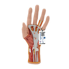 Internal Structure of the Hand Model, 3 part