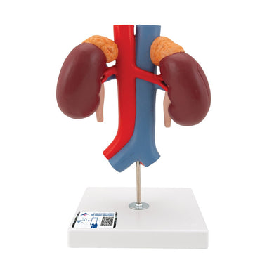 Kidneys Model with Vessels, 2-part