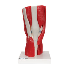 Knee Joint with Muscles, 12 part