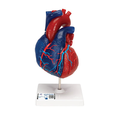 Life-size Magnetic Heart, 5 parts