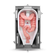 Lower Gastro-Intestinal Endoscopy Simulator