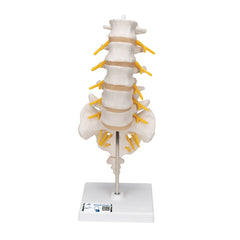 Lumbar Spinal Column Model