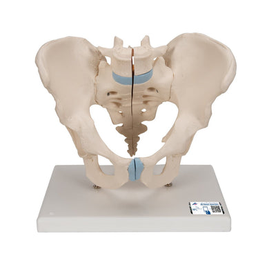 Male Pelvis Model, 3-parts