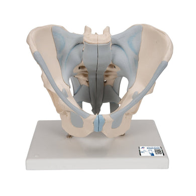 Male Pelvis with Ligaments, 2-part