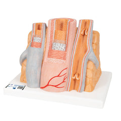 MICROanatomy Muscular Artery and Vein Model Enlarged 14 times