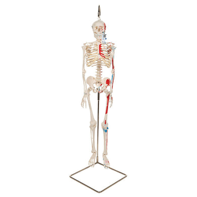 Mini Human Skeleton Shorty with Painted Muscles, On Hanging Stand