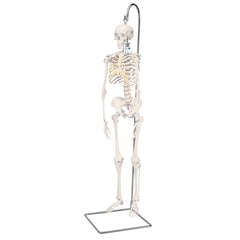 Mini Skeleton Shorty On Hanging Stand