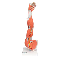 Muscle Arm Model, 6-part, 3-4 Life Size