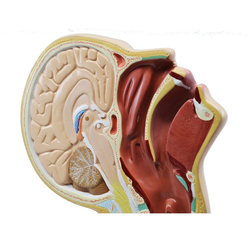 Nasal Swab Training Model, 12 Inch - For Demonstration of Nasopharyngeal Testing - Made of PVC