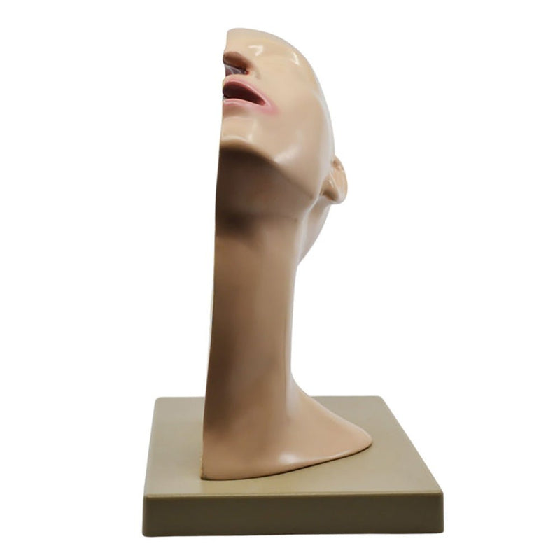 Nasal Swab Training Model, 12 Inch - For Demonstration of Nasopharyngeal Testing - Made of PVC