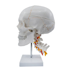 Numbered Skull Model, 3D Brain, Cervical Vertebrae - Natural Size