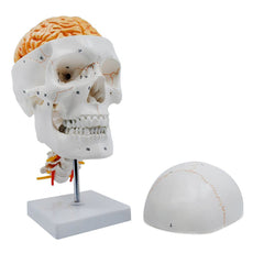 Numbered Skull Model, 3D Brain, Cervical Vertebrae - Natural Size