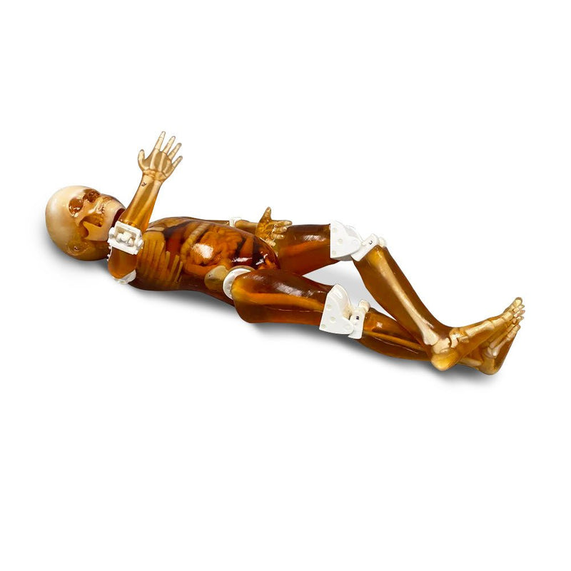 Pediatric Full Human Body Phantom for X-Ray CT & MRI Training