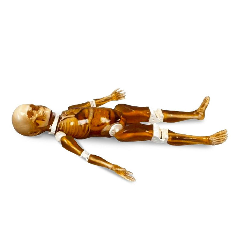 Pediatric Full Human Body Phantom for X-Ray CT & MRI Training