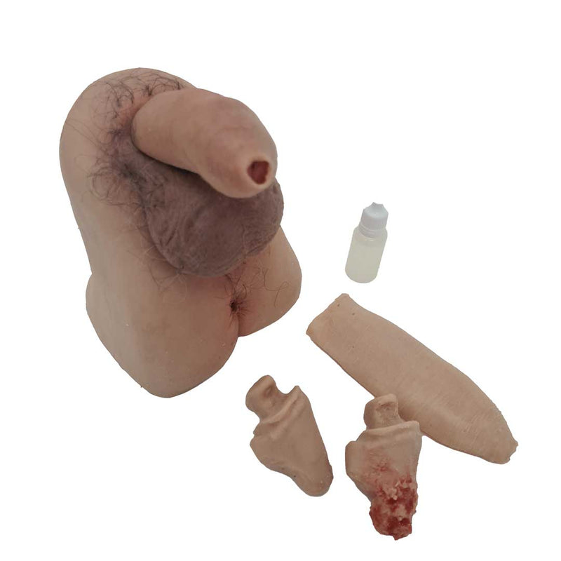 Realistic Male Genitalia Trainer for Cleaning, Catheterization, and Prostate Exam Training