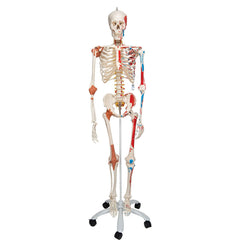 Sam Skeleton with Muscles and Ligaments on Pelvic Stand