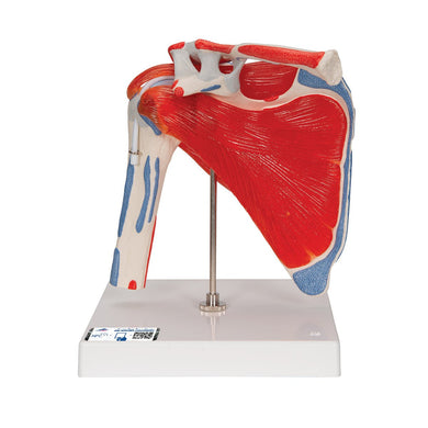 Shoulder Joint with Rotator Cuff, 5-part